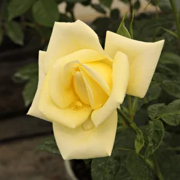 Rosa Limona ® - amarillo - Árbol de Rosas Floribunda - rosal de pie alto- forma de corona de tallo recto