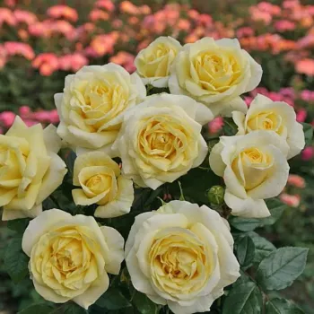 Citromsárga - teahibrid rózsa - diszkrét illatú rózsa - -