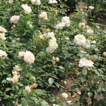 Krémfehér - virágágyi floribunda rózsa - diszkrét illatú rózsa - orgona aromájú