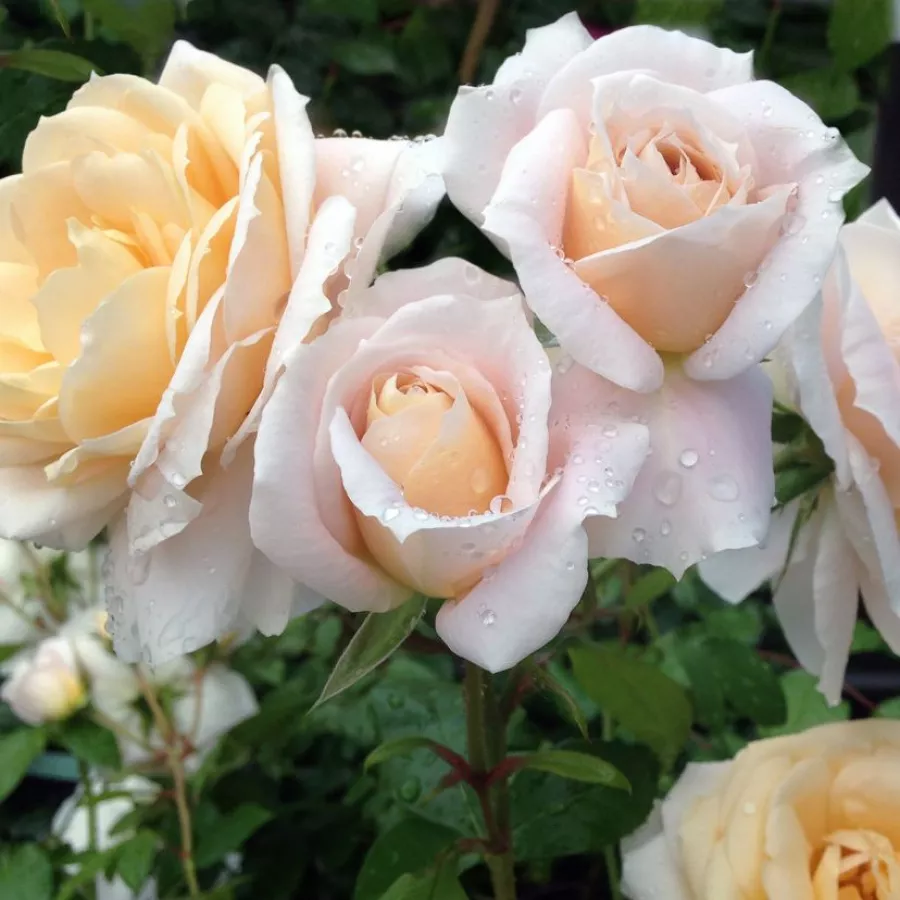 Bianca - Rosa - Lions-Rose® - Produzione e vendita on line di rose da giardino