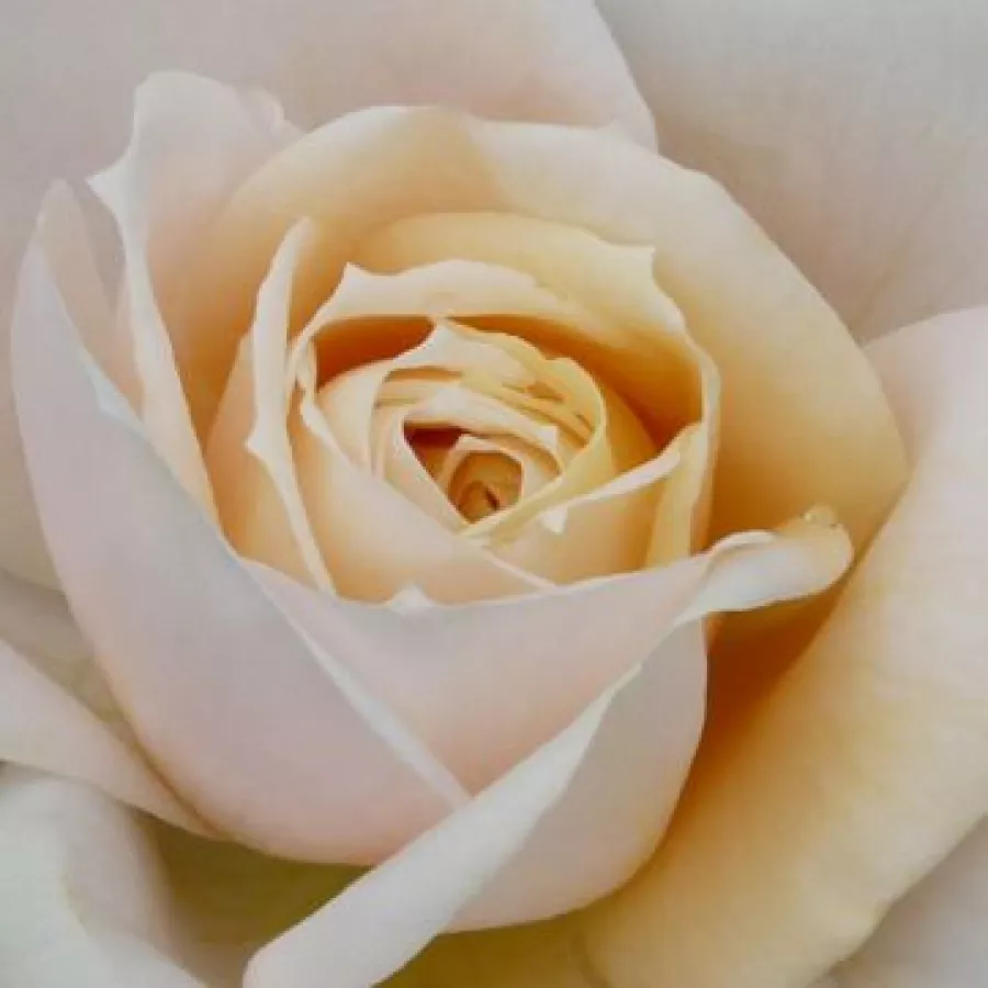 Floribunda - Roza - Lions-Rose® - Na spletni nakup vrtnice