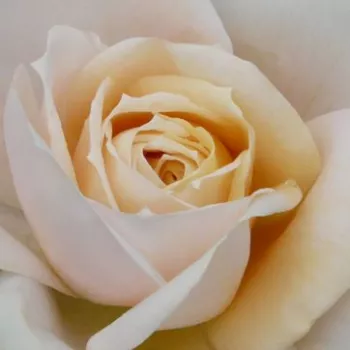 Ruže - online - koupit - záhonová ruža - floribunda - biely - mierna vôňa ruží - vôňa - Lions-Rose® - (60-70 cm)