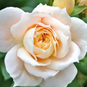 Rosa Lions-Rose® - alb - trandafiri pomisor - Trandafir copac cu trunchi înalt – cu flori în buchet