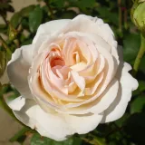Floribundarosen - diskret duftend - weiß - Rosa Lions-Rose®