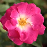 Rózsaszín - virágágyi polianta rózsa - Online rózsa vásárlás - Rosa Lippay János - nem illatos rózsa