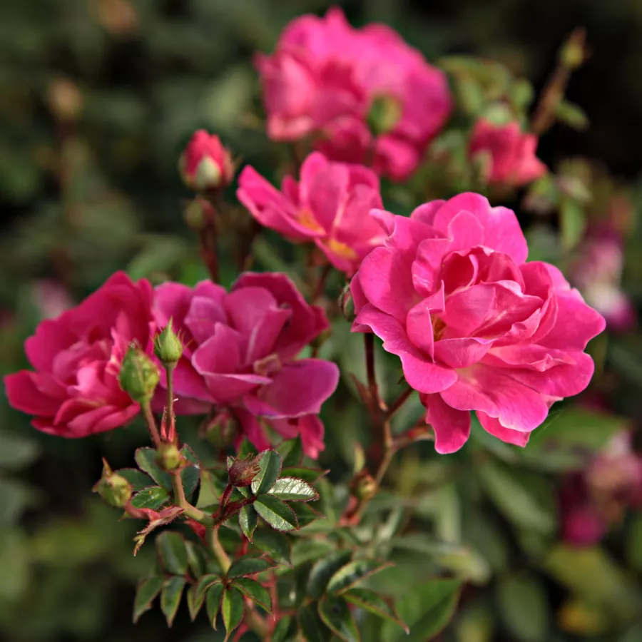 Różowy - Róża - Lippay János - Szkółka Róż Rozaria