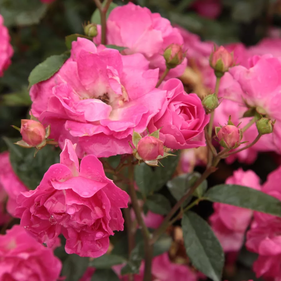 Rosa non profumata - Rosa - Lippay János - Produzione e vendita on line di rose da giardino
