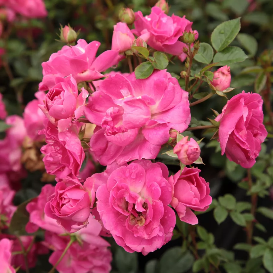 Polyantha - Rosa - Lippay János - Produzione e vendita on line di rose da giardino