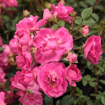 Rosen Shop - polyantharosen - rosa - Rosa Lippay János - duftlos - Márk Gergely - Ihr Laub bleibt lange grün, wenn der Winter mild ist,  sogar bis zum Frühling. Die Blütezeit beginnt in der ersten Junihälfte und dauert fast ununterbrochen bis zum Herbst a
