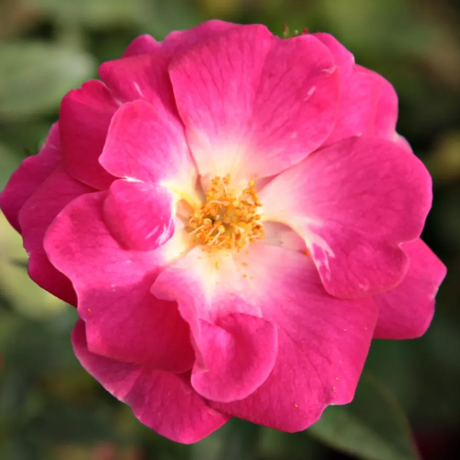 Różowy - Róża - Lippay János - 