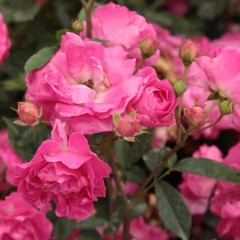 Rosa Lippay János - ružová - stromčekové ruže - Stromková ruža s drobnými kvetmi