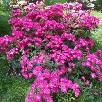 Violet mov - trandafiri pomisor - Trandafir copac cu trunchi înalt – cu flori mărunți