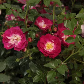 Lebhaft purpurrote Blüte mit weißlichem Zentrum und gelbem Staubblattkranz. - bodendeckerrose - mittelstark duftende, gut wahrnehmbare rose - frisch, zitrusartig