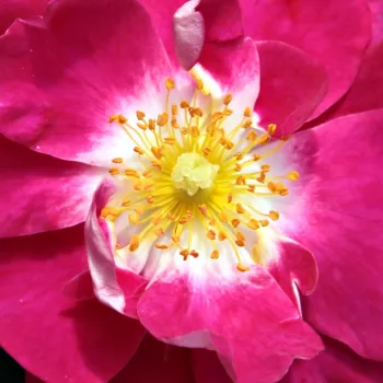 Rosen Online Gärtnerei - purpur - mittelstark duftende, gut wahrnehmbare rose - Hyperion - bodendeckerrose - (90-150 cm)