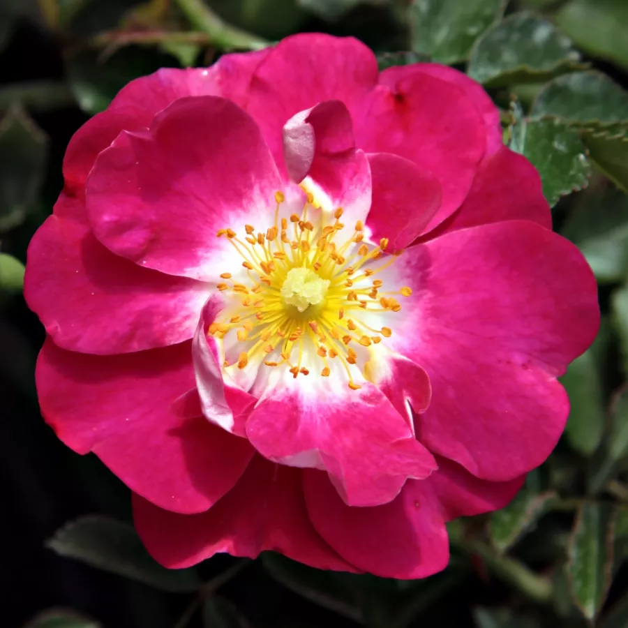 Róża o dyskretnym zapachu - Róża - Hyperion - sadzonki róż sklep internetowy - online