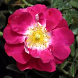 Rózsaszín - talajtakaró rózsa - diszkrét illatú rózsa - vanilia aromájú - Rosa Hyperion - Online rózsa rendelés