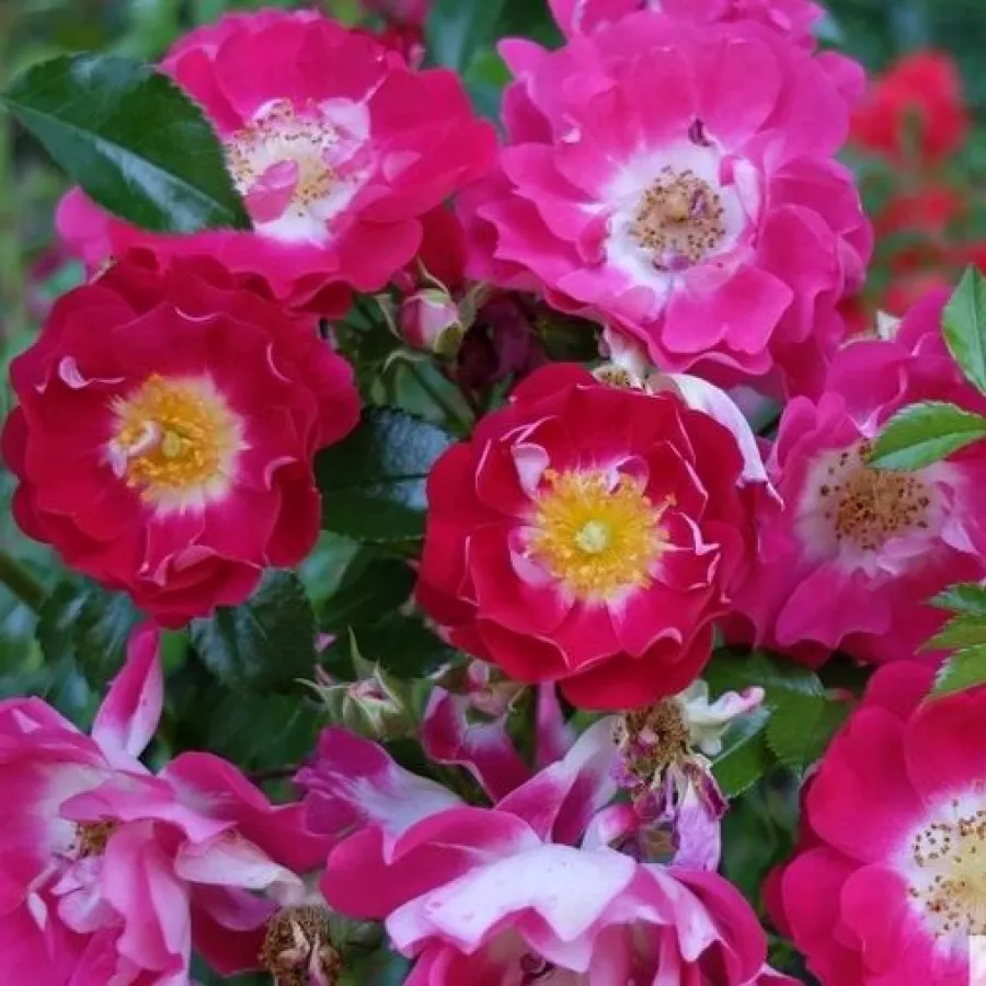 Ruža pokrivačica tla - Ruža - Hyperion - sadnice ruža - proizvodnja i prodaja sadnica