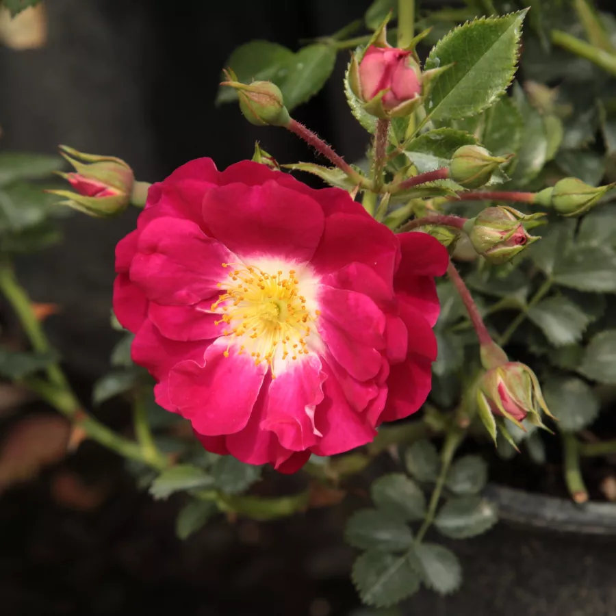 Filiżankowy - Róża - Hyperion - sadzonki róż sklep internetowy - online
