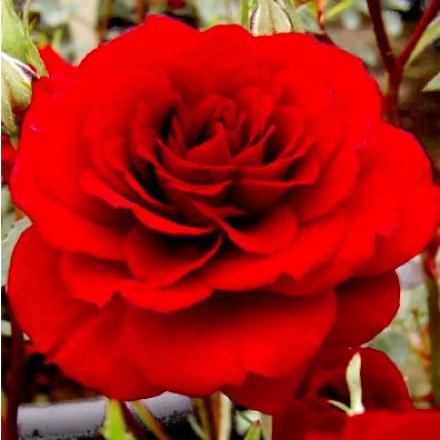 Mini - pritlikave vrtnice - Roza - Lollipop™ - Na spletni nakup vrtnice