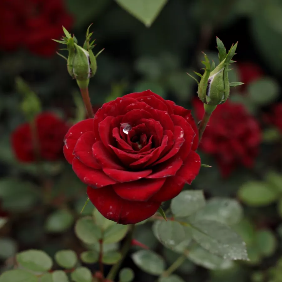 červený - Ruža - Lollipop™ - Ruže - online - koupit
