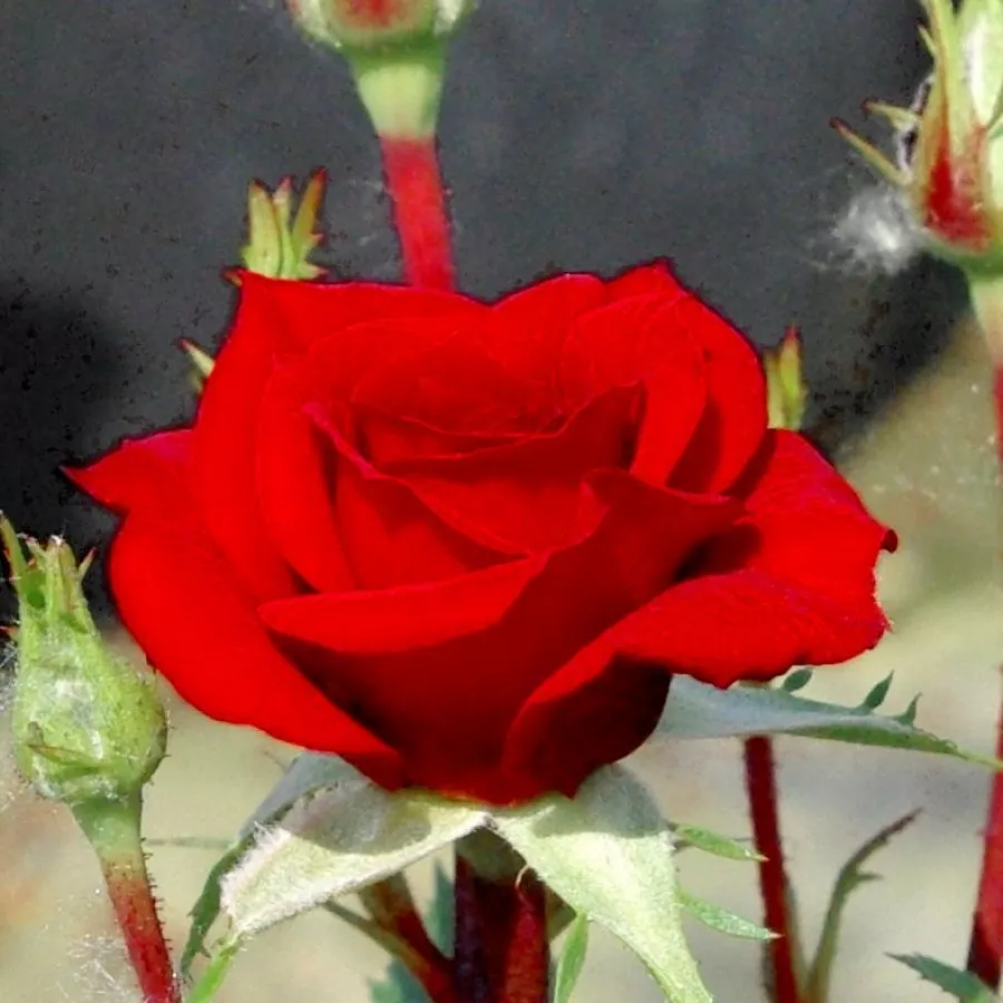 Róża z dyskretnym zapachem - Róża - Lollipop™ - Szkółka Róż Rozaria
