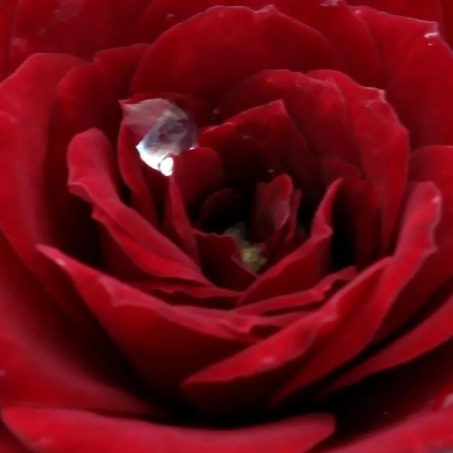 Miniature - Roza - Lollipop™ - Na spletni nakup vrtnice