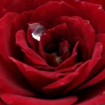 Rosen Shop - zwergrosen - rot - Rosa Lollipop™ - diskret duftend - Ralph S. Moore - Gruppenweise üpppig blühend, geeignet für Verschönern von Randbeeten.