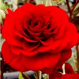 Crvena - ruže stablašice - Rosa Lollipop™ - diskretni miris ruže
