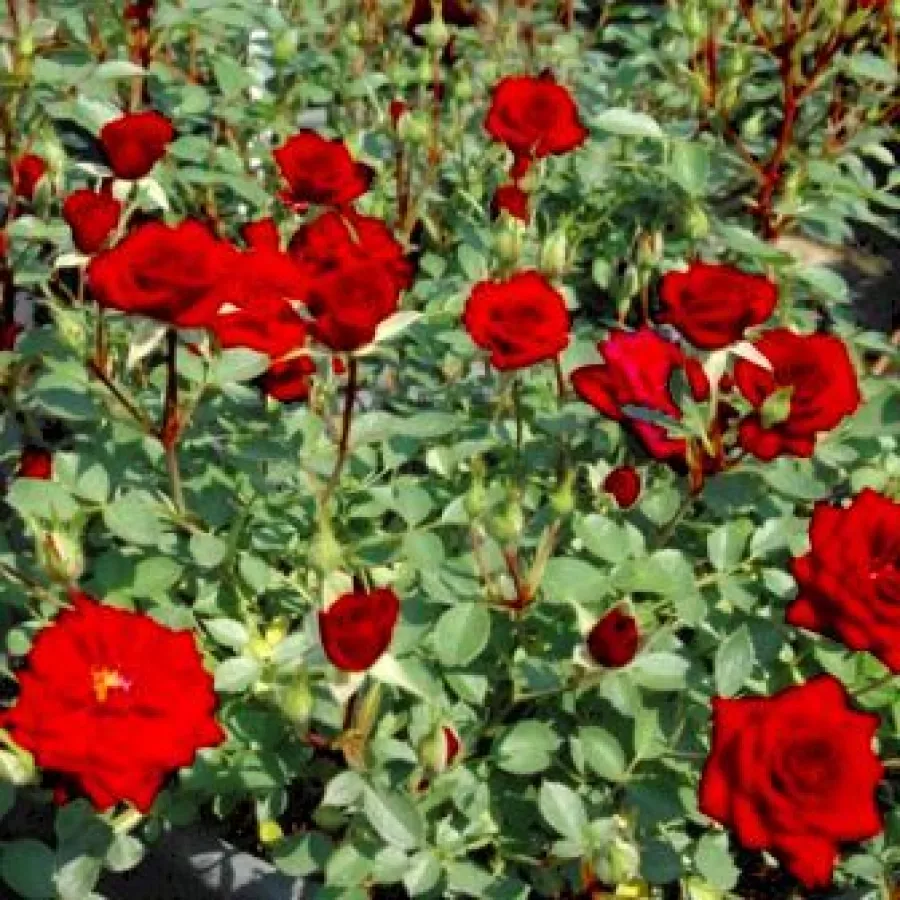 Corymbe - Rosier - Lollipop™ - vente en ligne de plantes et rosiers