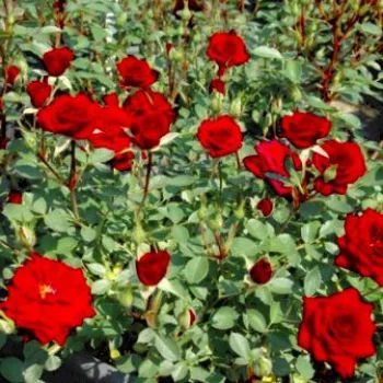 Barva karme - Mini - pritlikave vrtnice   (20-40 cm)