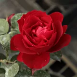 Vörös - virágágyi floribunda rózsa - Online rózsa vásárlás - Rosa Look Good Feel Better™ - nem illatos rózsa