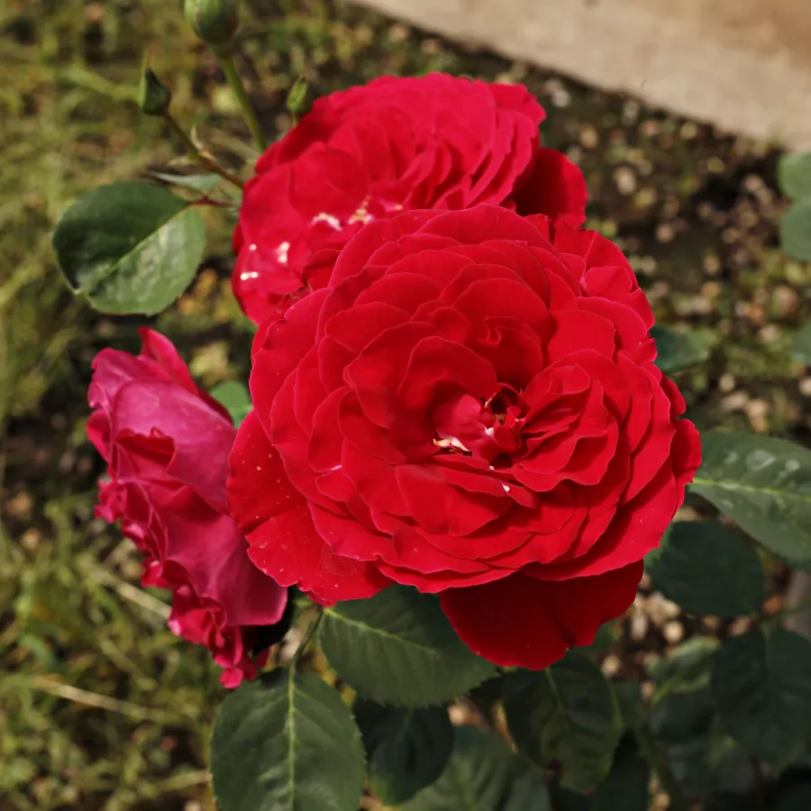 Rosso - Rosa - Look Good Feel Better™ - Produzione e vendita on line di rose da giardino