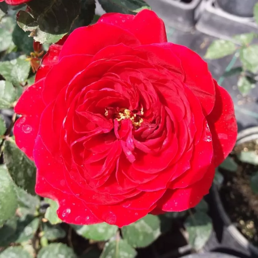 POUlcas034 - Rosa - Look Good Feel Better™ - Produzione e vendita on line di rose da giardino