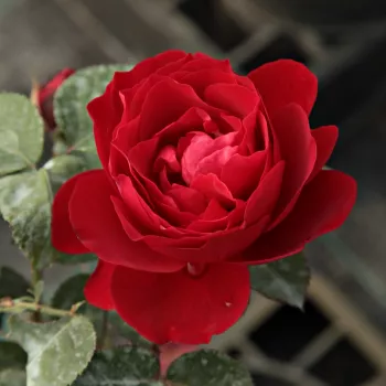 Rosa Look Good Feel Better™ - roșu - trandafiri pomisor - Trandafir copac cu trunchi înalt – cu flori tip trandafiri englezești