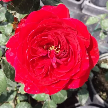 Ciemnoczerwony - róża pienna - Róże pienne - z kwiatami róży angielskiej