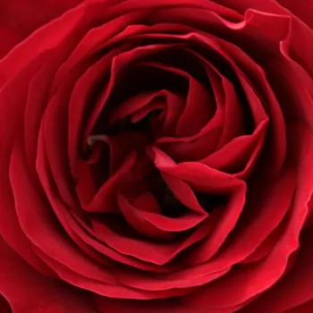 Online rózsa vásárlás - magastörzsű rózsa - angolrózsa virágú - vörös - Look Good Feel Better™ - nem illatos rózsa
