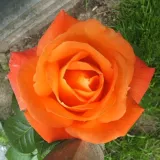 Rose Climber - arancia - rosa del profumo discreto - Rosa Louis De Funes® Gpt - Produzione e vendita on line di rose da giardino