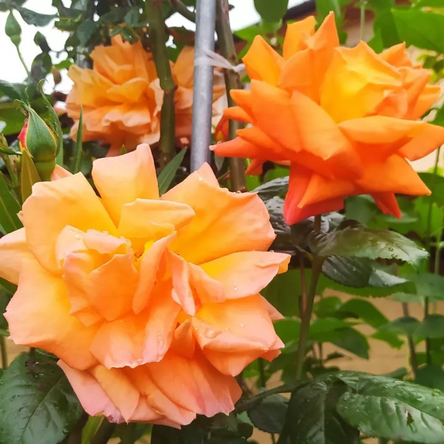 Arancia - Rosa - Louis De Funes® Gpt - Produzione e vendita on line di rose da giardino