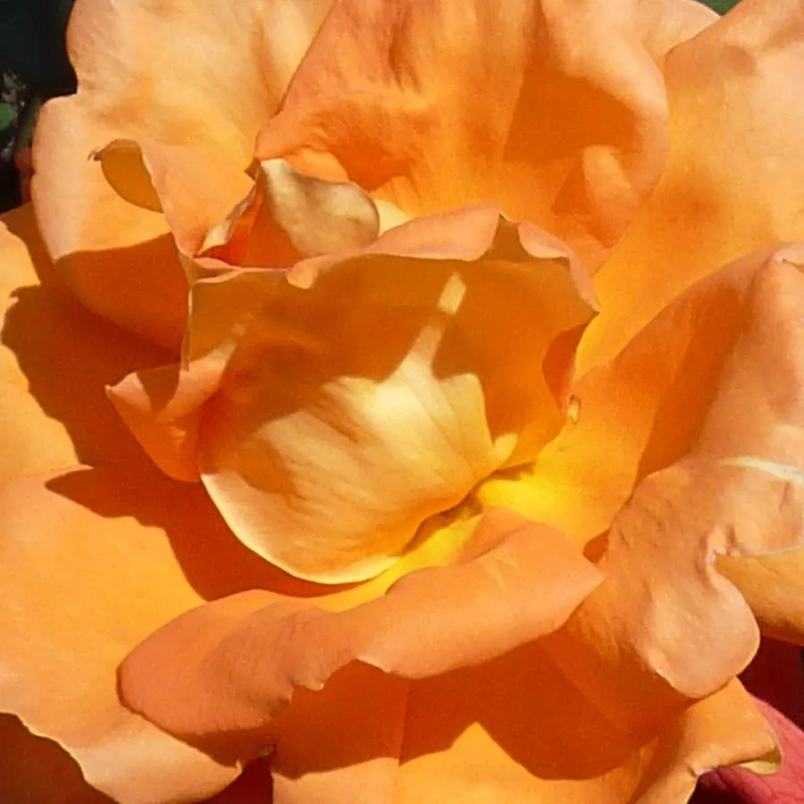 Climber, Large-Flowered Climber - Roza - Louis De Funes® Gpt - Na spletni nakup vrtnice