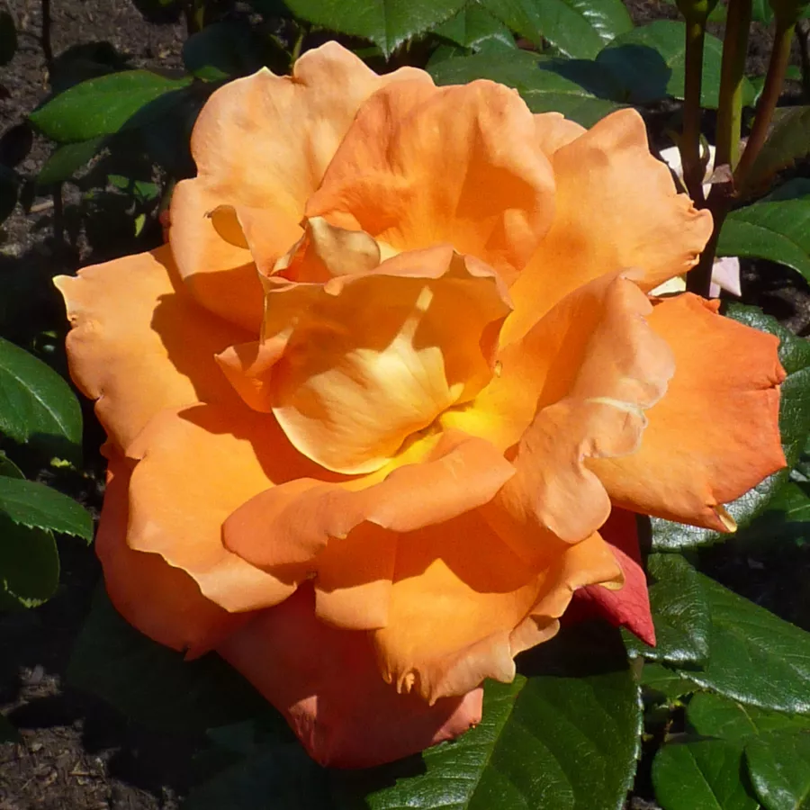 Meilland International - Rózsa - Louis De Funes® Gpt - Kertészeti webáruház