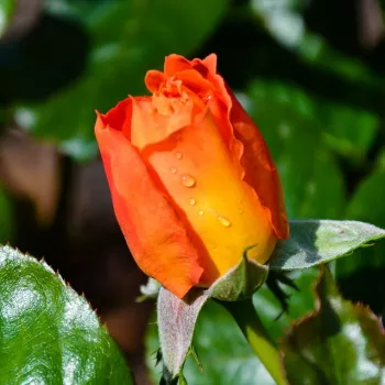 Rosa Louis De Funes® Gpt - naranja - árbol de rosas de flores en grupo - rosal de pie alto