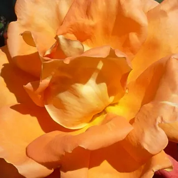 Rosa Louis De Funes® Gpt - rosa de fragancia discreta - Árbol de Rosas Floribunda - rosal de pie alto - naranja - Meilland International- froma de corona llorona - Rosal de árbol con multitud de flores que se abren en grupos no muy densos.