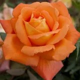 Stromčekové ruže - oranžový - Rosa Louis De Funes® Gpt - mierna vôňa ruží - sad