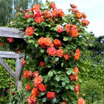 Narancssárga - climber, futó rózsa - diszkrét illatú rózsa - gyümölcsös aromájú