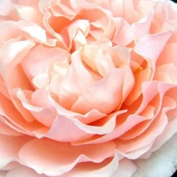 Rózsák webáruháza. - rózsaszín - virágágyi floribunda rózsa - Louise De Marillac™ - nem illatos rózsa - (50-100 cm)