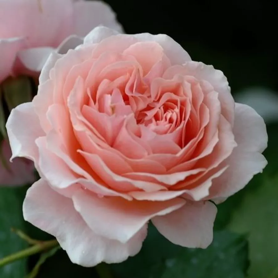 Róże rabatowe grandiflora - floribunda - Róża - Louise De Marillac™ - Szkółka Róż Rozaria