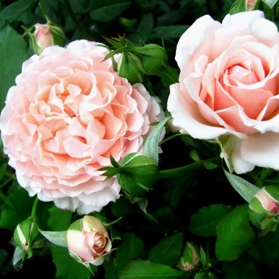 Ružová - Ruža - Louise De Marillac™ - Ruže - online - koupit