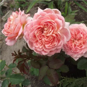 Środkowy ton różowego - róże rabatowe grandiflora - floribunda   (50-100 cm)