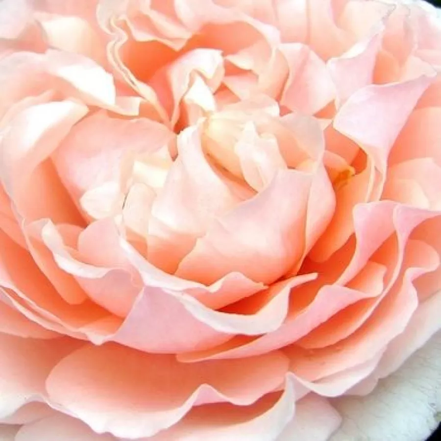 Floribunda - Róża - Louise De Marillac™ - Szkółka Róż Rozaria