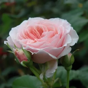 Rosa Louise De Marillac™ - růžová - stromkové růže - Stromkové růže, květy kvetou ve skupinkách